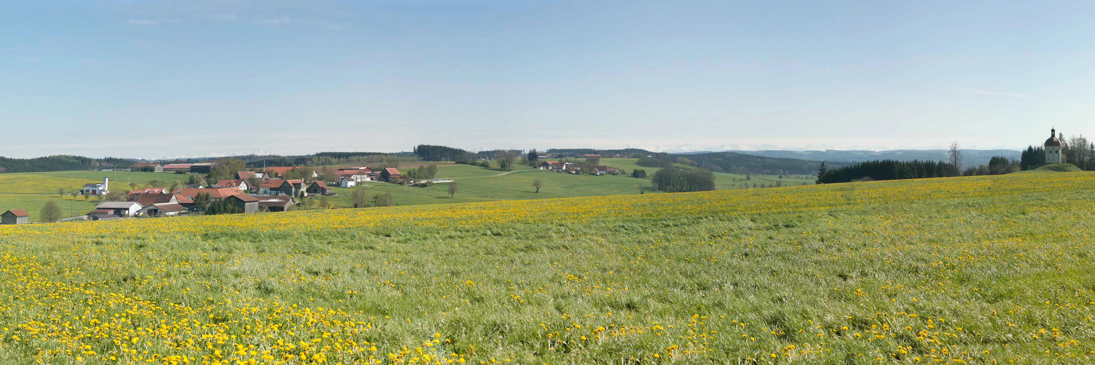 Blühende Löwenzahnwiese bei der Buschelkapelle mit Blick zu den Alpen